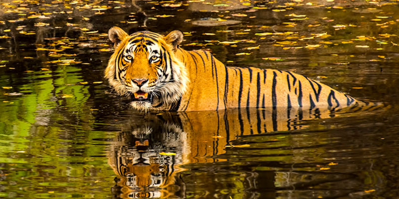 Golden Triangle Tour with Ranthambore Tiger safari