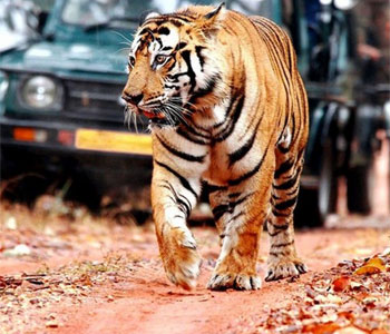 Ranthambore national park tour with local guide